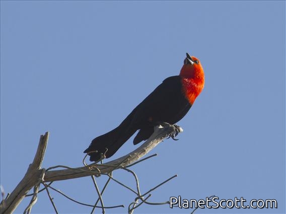 Scarlet-headed Blackbird (Amblyramphus holosericeus)