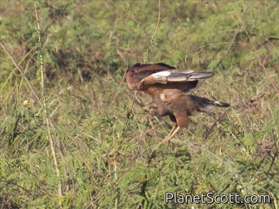 Savanna Hawk (Buteogallus meridionalis)