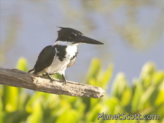 Amazon Kingfisher (Chloroceryle amazona)