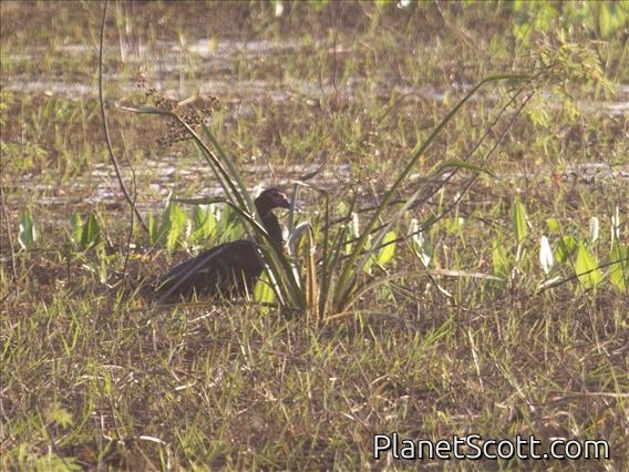 Muscovy Duck (Cairina moschata) - Wild