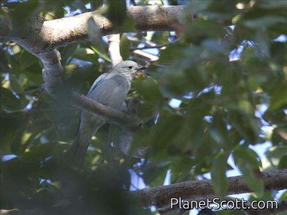 Sayaca Tanager (Thraupis sayaca)