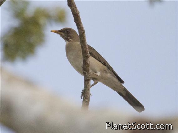 Creamy-bellied Thrush (Turdus amaurochalinus)