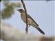 Creamy-bellied Thrush (Turdus amaurochalinus)