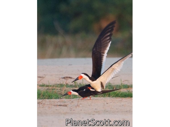 Black Skimmers (Rynchops niger) in Love