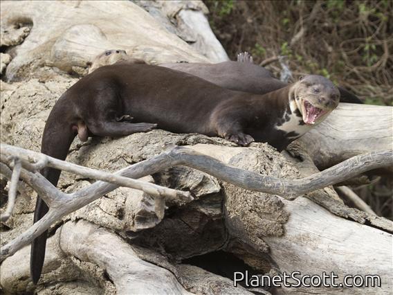 Giant Otter (Pteronura brasiliensis)