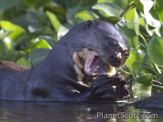 Giant Otter (Pteronura brasiliensis)