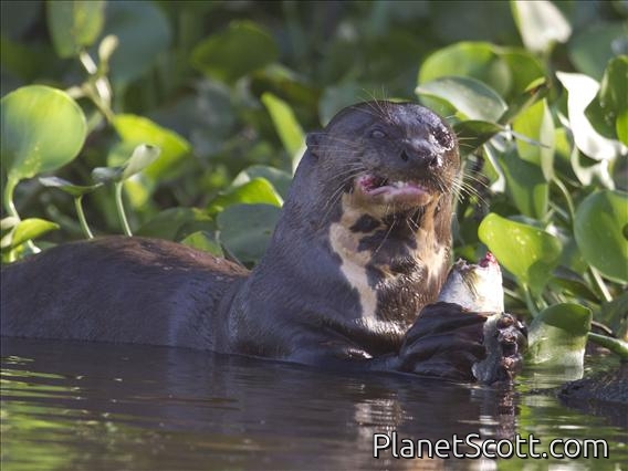 Giant Otter (Pteronura brasiliensis)