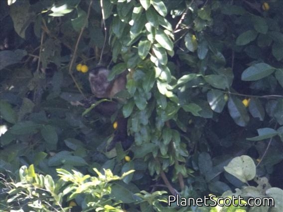 Large-headed Capuchin (Sapojus macrocephalus)