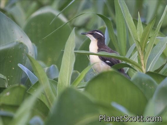 Black-capped Donacobius (Donacobius atricapillus) - Juvenile