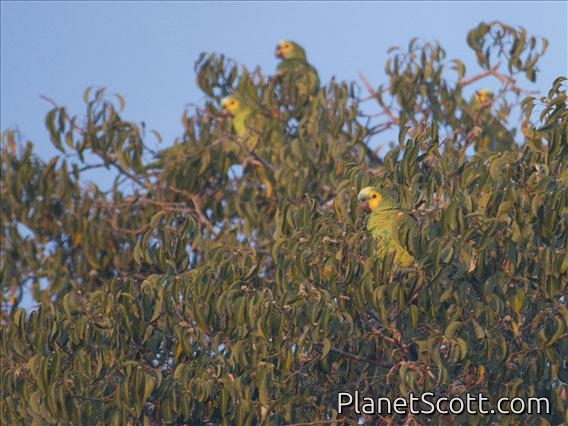 Blue-fronted Parrot (Amazona aestiva)
