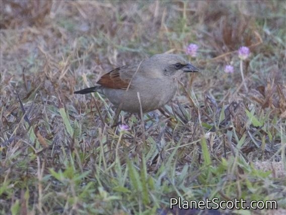 Bay-winged Cowbird (Agelaioides badius)