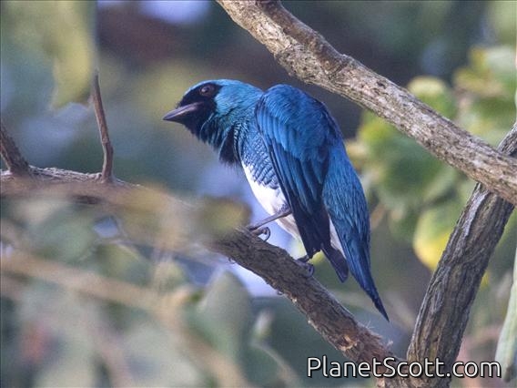 Swallow Tanager (Tersina viridis)