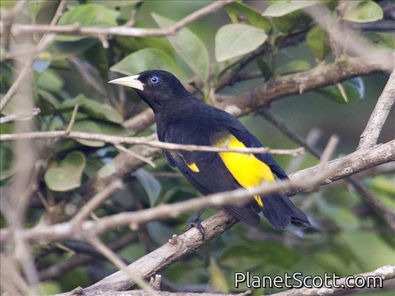 Yellow-rumped Cacique (Cacicus cela)