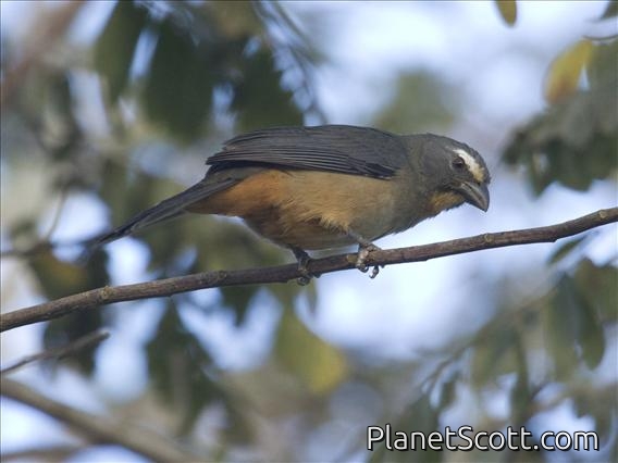 Greyish Saltator (Saltator coerulescens)