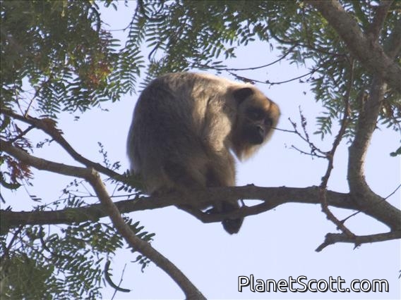 Black Howler Monkey (Alouatta caraya)