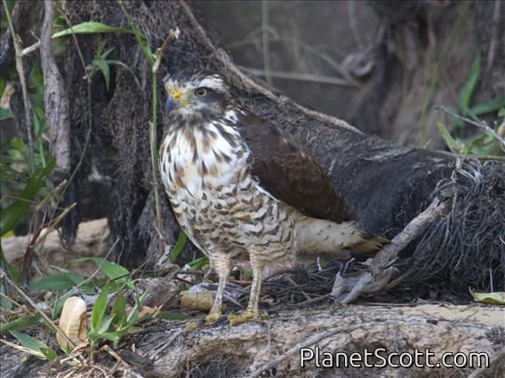 Roadside Hawk (Rupornis magnirostris) - Juvenile