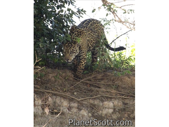 Jaguar (Panthera onca)