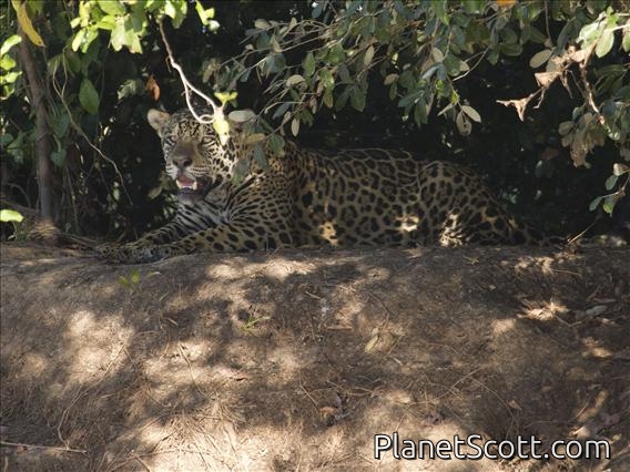 Jaguar (Panthera onca)