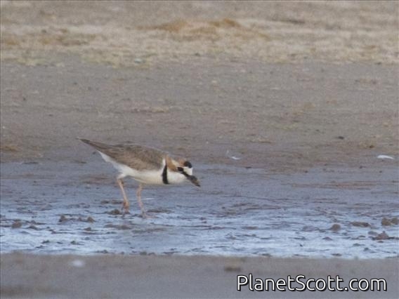 Collared Plover (Charadrius collaris)