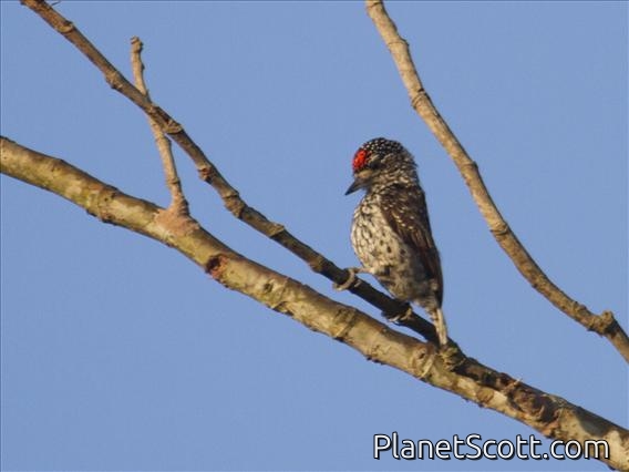 White-wedged Piculet (Picumnus albosquamatus)