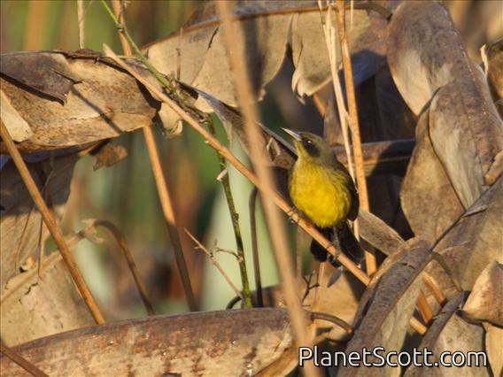 Unicolored Blackbird (Agelaius cyanopus) - Female