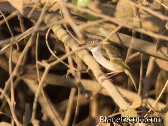 Pearly-vented Tody-Tyrant (Hemitriccus margaritaceiventer)