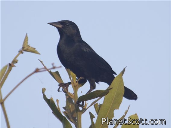 Unicolored Blackbird (Agelaius cyanopus) - Male