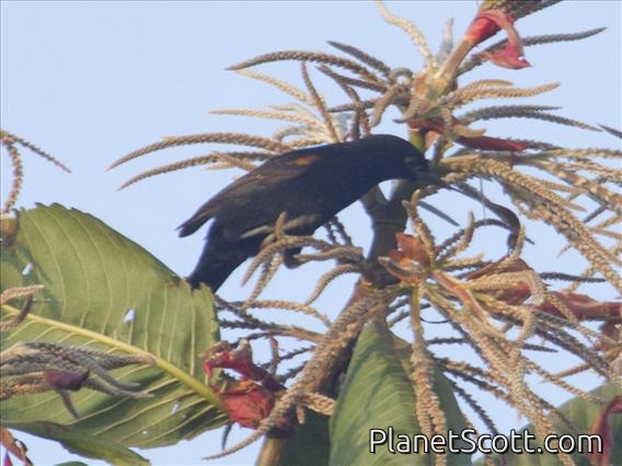 Variable Oriole (Icterus pyrrhopterus)
