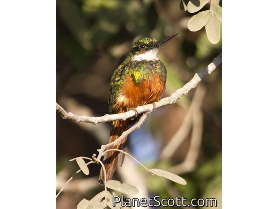 Rufous-tailed Jacamar (Galbula ruficauda)