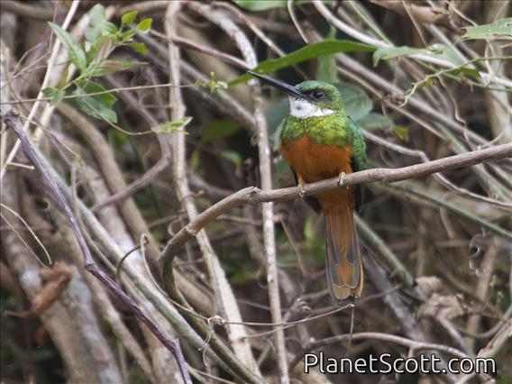 Rufous-tailed Jacamar (Galbula ruficauda)