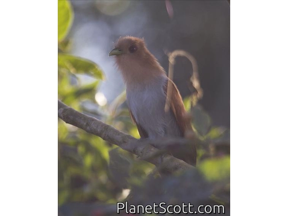 Little Cuckoo (Piaya minuta)