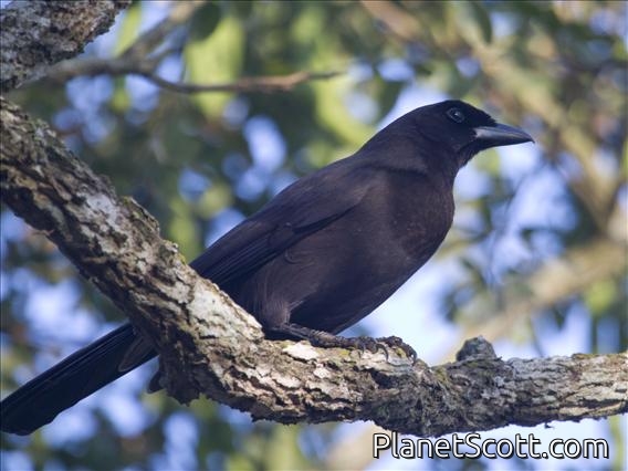Purplish Jay (Cyanocorax cyanomelas)