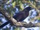 Purplish Jay (Cyanocorax cyanomelas)