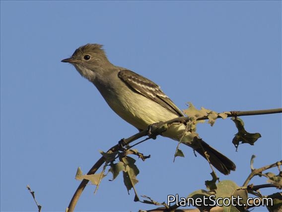 Yellow-bellied Elaenia (Elaenia flavogaster)