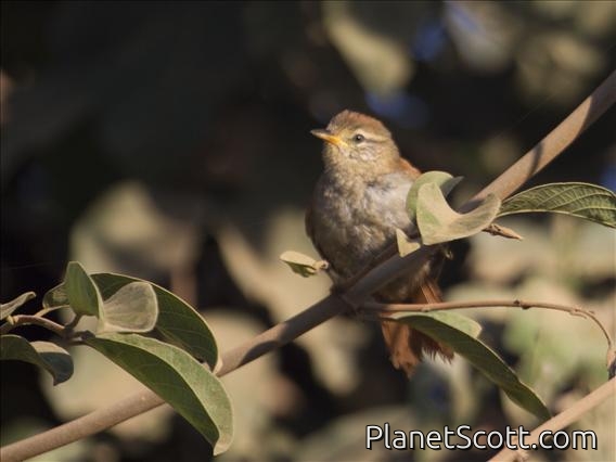 Rusty-backed Spinetail (Cranioleuca vulpina)