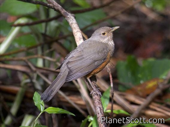 Rufous-bellied Thrush (Turdus rufiventris)