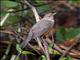 Rufous-bellied Thrush (Turdus rufiventris)
