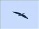Crane Hawk (Geranospiza caerulescens)