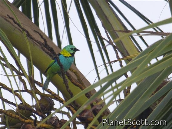 Green-headed Tanager (Tangara seledon)