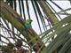 Green-headed Tanager (Tangara seledon)