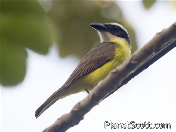 Boat-billed Flycatcher (Megarynchus pitangua)