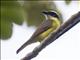 Boat-billed Flycatcher (Megarynchus pitangua)