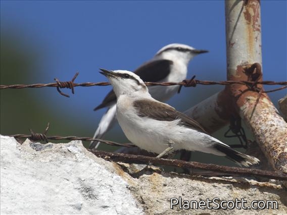 Masked Water-Tyrant (Fluvicola nengeta)