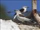 Masked Water-Tyrant (Fluvicola nengeta)