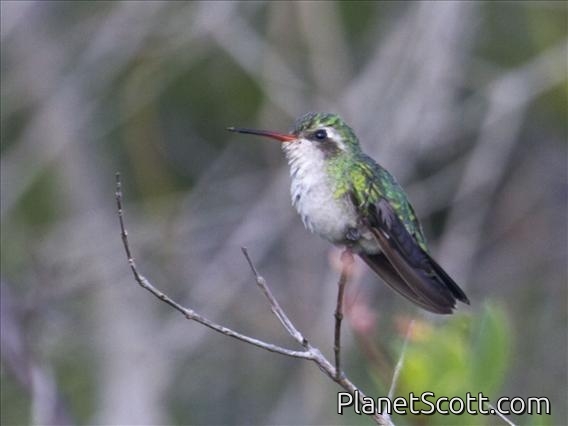 Glittering-bellied Emerald (Chlorostilbon lucidus) - Female