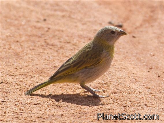 Saffron Finch (Sicalis flaveola)