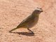 Saffron Finch (Sicalis flaveola)