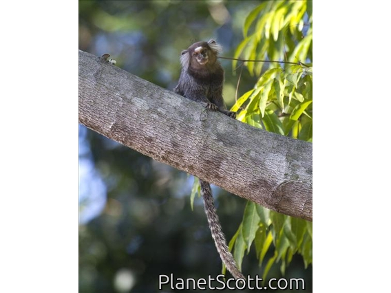 Common Marmoset (Callithrix jacchus)