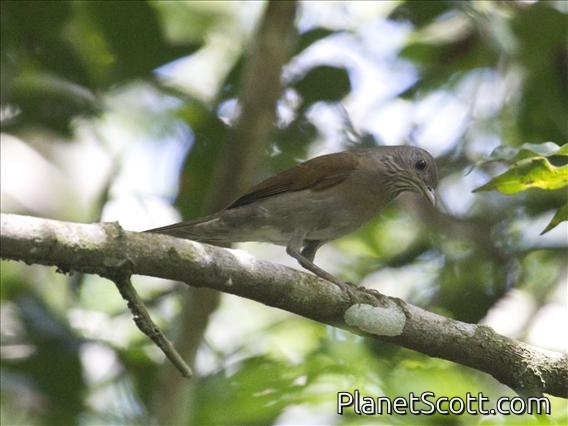 Pale-breasted Thrush (Turdus leucomelas)