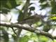 Pale-breasted Thrush (Turdus leucomelas)